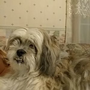 Meet your Posher, Joy